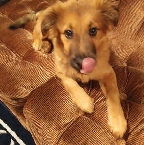 Meet your Posher, Susan